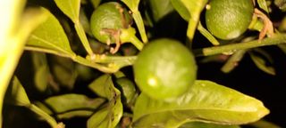 조현기 님의 호박 · 자유게시판 작성글 사진