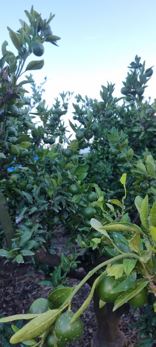 조현기 님의 호박 · 자유게시판 작성글 사진