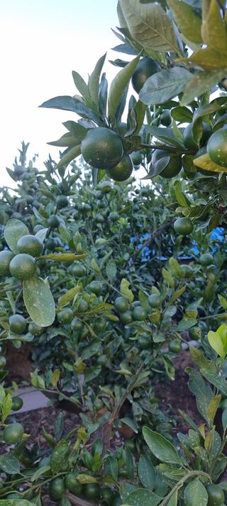 조현기 님의 호박 · 자유게시판 작성글 사진