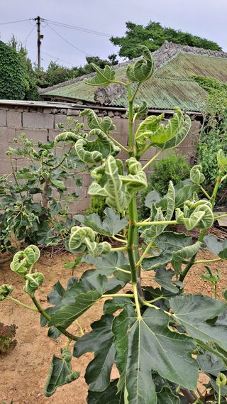 돌하루님의 기타작물 · 병해충상담 작성글 사진