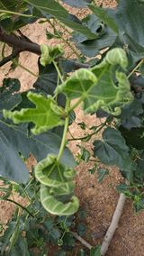 팜모닝 기타작물·병해충상담 게시글 이미지