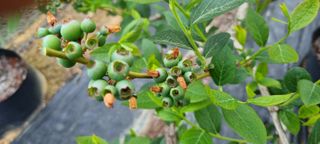 앙꼬르 블루베리님의 자유주제 · 사진전 작성글 사진