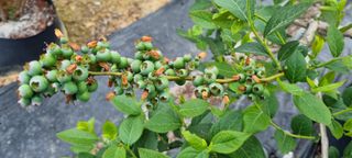 앙꼬르 블루베리님의 자유주제 · 사진전 작성글 사진