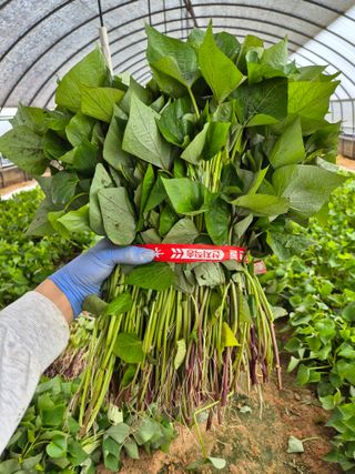 김동수님의 고구마 · 자유게시판 작성글 사진