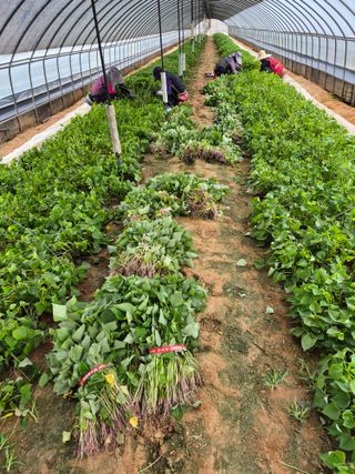 김동수님의 고구마 · 자유게시판 작성글 사진