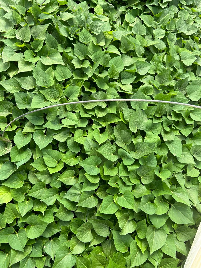 이영민님의 장터 판매 상품 [꿀 고구마 순 1단 고구마 모종 베니하루까] 첨부 사진