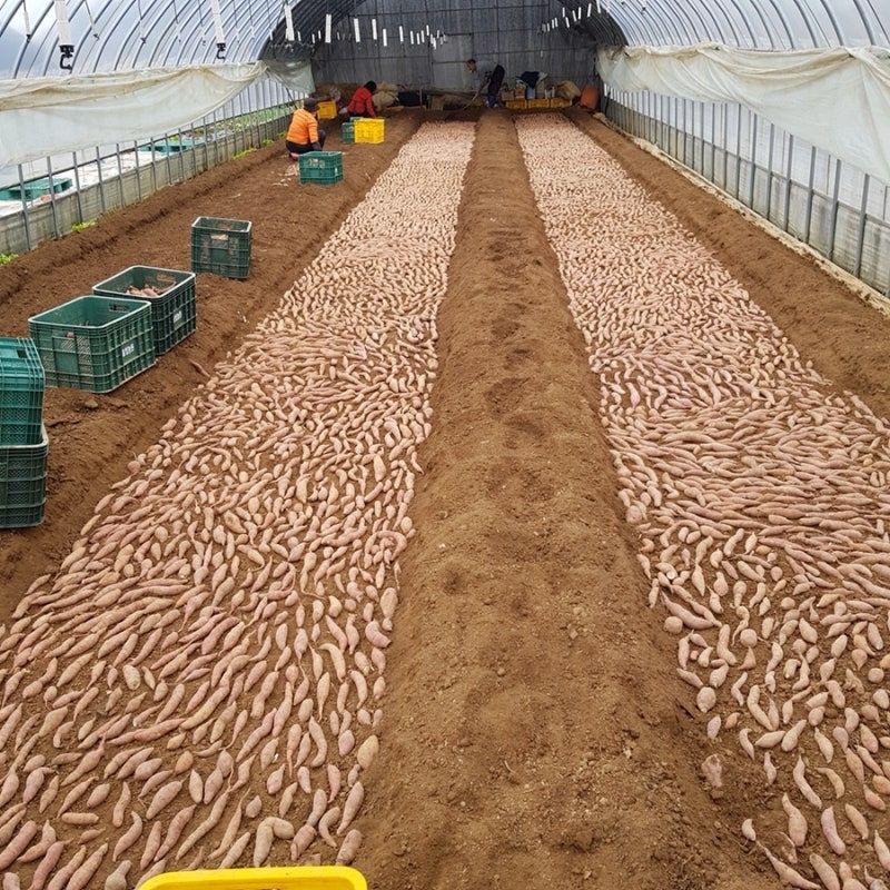 이영민님의 장터 판매 상품 [꿀 고구마 순 1단 고구마 모종 베니하루까] 첨부 사진