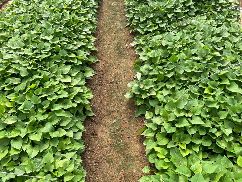 이영민님의 장터 판매 상품 [꿀 고구마 순 1단 고구마 모종 베니하루까] 첨부 사진