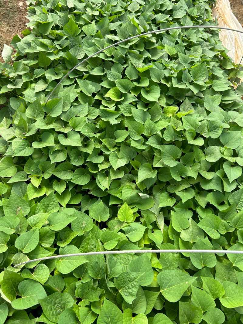 이영민님의 장터 판매 상품 [꿀 고구마 순 1단 고구마 모종 베니하루까] 첨부 사진