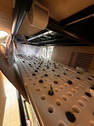 윤대권님의 상추 · 영농일지 작성글 사진