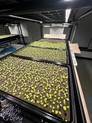 윤대권님의 상추 · 영농일지 작성글 사진