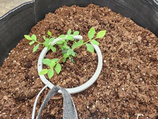 김영준님의 블루베리 · 자유게시판 작성글 사진