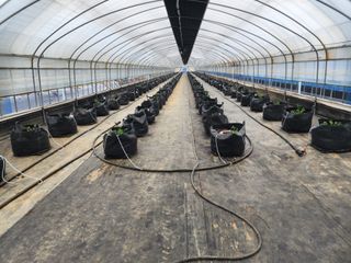 김영준님의 블루베리 · 자유게시판 작성글 사진