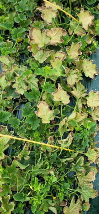 초보님의 기타작물 · 병해충상담 작성글 사진