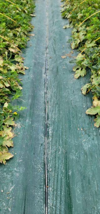 초보님의 기타작물 · 병해충상담 작성글 사진