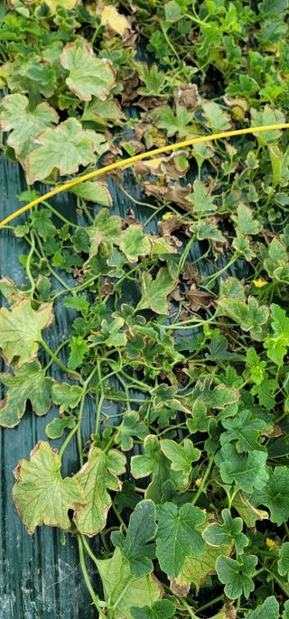 초보님의 기타작물 · 병해충상담 작성글 사진