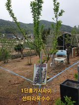 팜모닝 자유주제·자유게시판 게시글 이미지