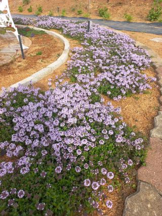 유기농으로키우자님의 자유주제 · 자유게시판 작성글 사진