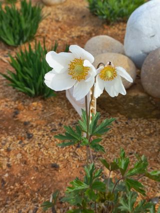 유기농으로키우자님의 자유주제 · 자유게시판 작성글 사진