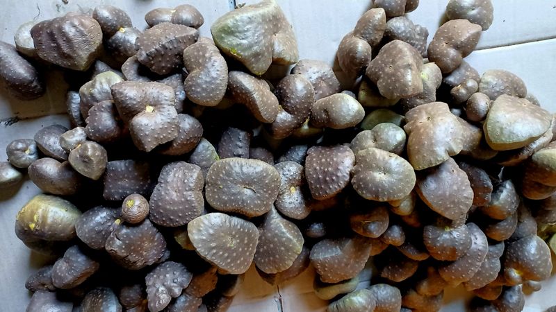 장터 상품 [열매마.하늘마] 썸네일