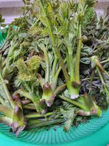 팜모닝 자유주제·자유게시판 게시글 이미지