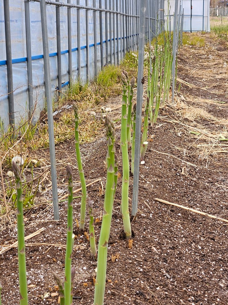 장터 상품 [아스파라거스 종근 1k] 썸네일