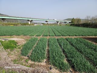 다마내기님의 양파 · 자유게시판 작성글 사진