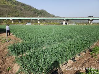 다마내기님의 양파 · 자유게시판 작성글 사진