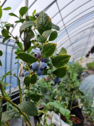 김성균님의 블루베리 · 자유게시판 작성글 사진