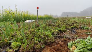 윤충기님의 콩 · 영농일지 작성글 사진