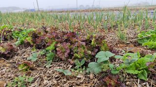 윤충기님의 콩 · 영농일지 작성글 사진