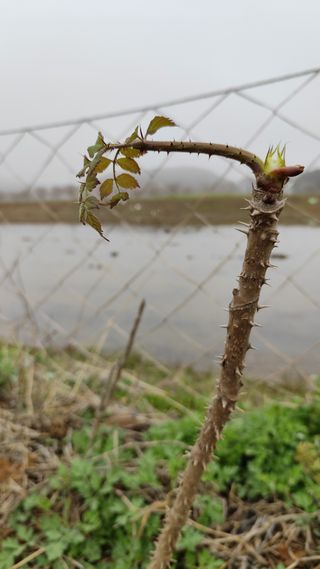 윤충기님의 콩 · 영농일지 작성글 사진