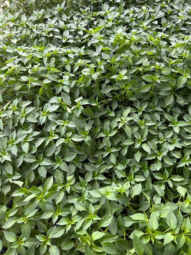 장터 상품 [청양 오이 일반 꽈리 고추모종 1개] 썸네일