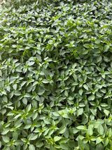 팜모닝 · 게시글 이미지