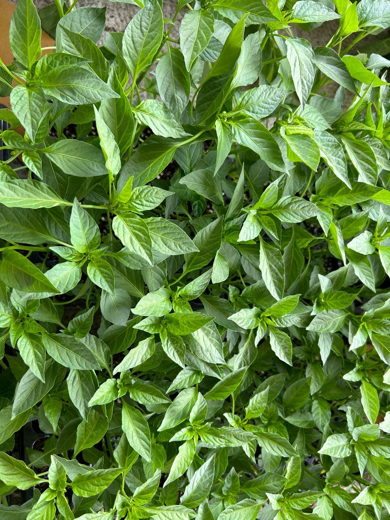 이영민님의 장터 판매 상품 [청양 오이 일반 꽈리 고추모종 1개] 첨부 사진