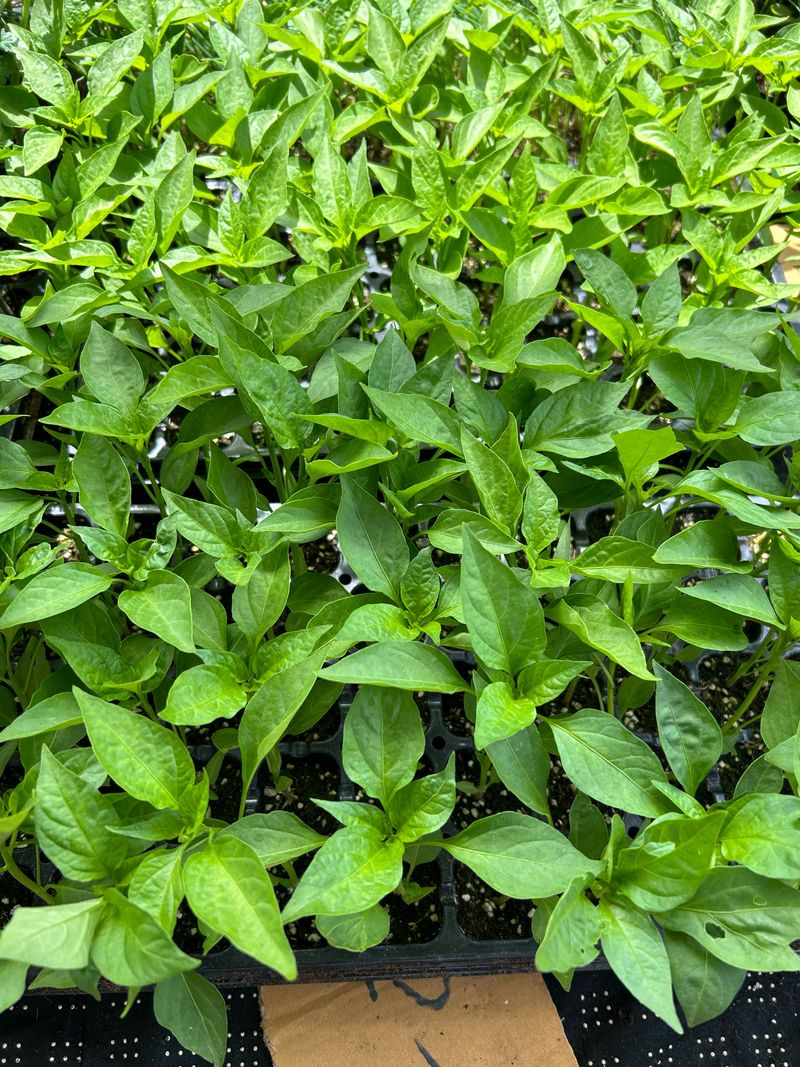 이영민님의 장터 판매 상품 [청양 오이 일반 꽈리 고추모종 1개] 첨부 사진