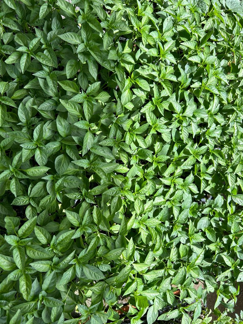 이영민님의 장터 판매 상품 [청양 오이 일반 꽈리 고추모종 1개] 첨부 사진