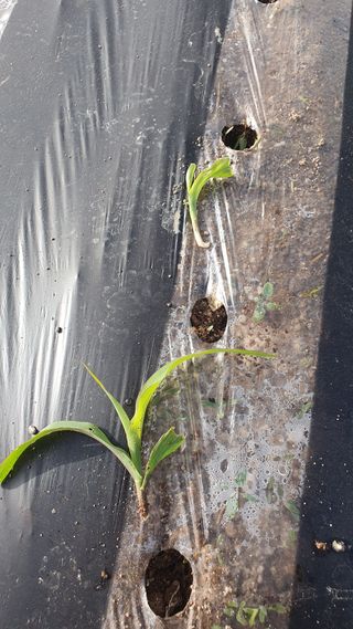 박철규 님의 자유주제 · 자유게시판 작성글 사진