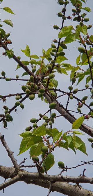 팜모닝회원 성주 님의 자유주제 · 자유게시판 작성글 사진