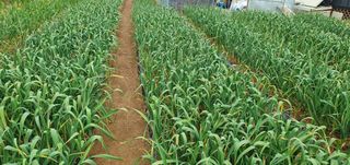 팜모닝회원 성주 님의 자유주제 · 자유게시판 작성글 사진