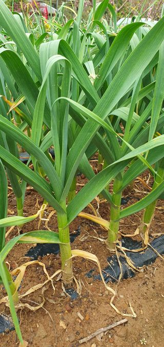 팜모닝회원 성주 님의 자유주제 · 자유게시판 작성글 사진