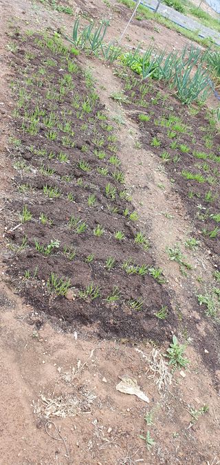 팜모닝회원 성주 님의 자유주제 · 자유게시판 작성글 사진