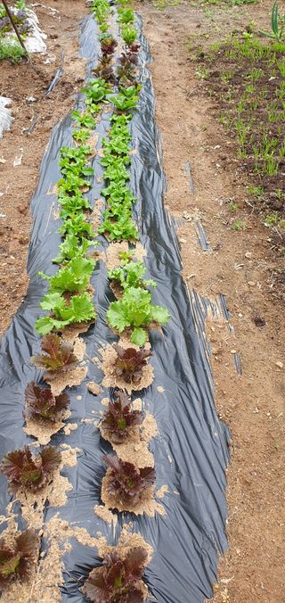 팜모닝회원 성주 님의 자유주제 · 자유게시판 작성글 사진