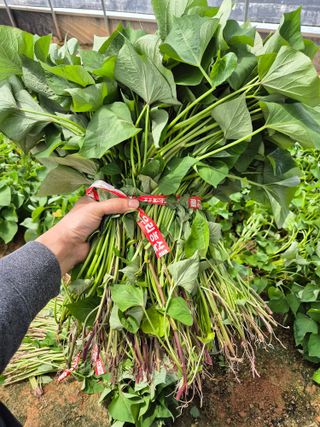 김동수님의 고구마 · 자유게시판 작성글 사진