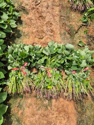 김동수님의 고구마 · 자유게시판 작성글 사진