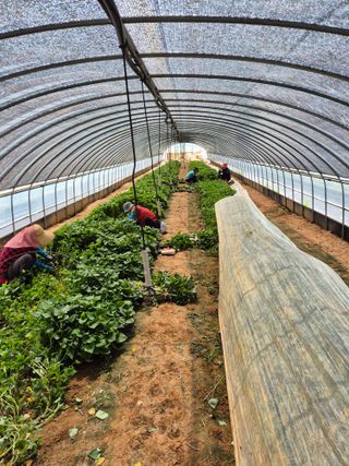 김동수님의 고구마 · 자유게시판 작성글 사진