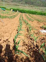 팜모닝 자유주제·자유게시판 게시글 이미지