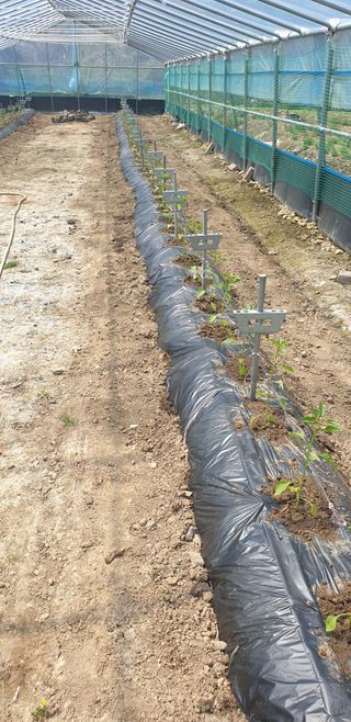 밤가시 여주농장님의 고추 · 영농일지 작성글 사진