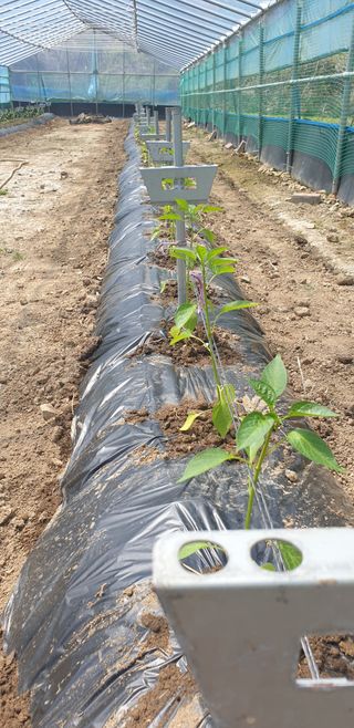 밤가시 여주농장님의 고추 · 영농일지 작성글 사진