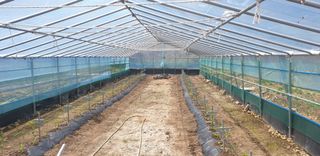 밤가시 여주농장님의 고추 · 영농일지 작성글 사진